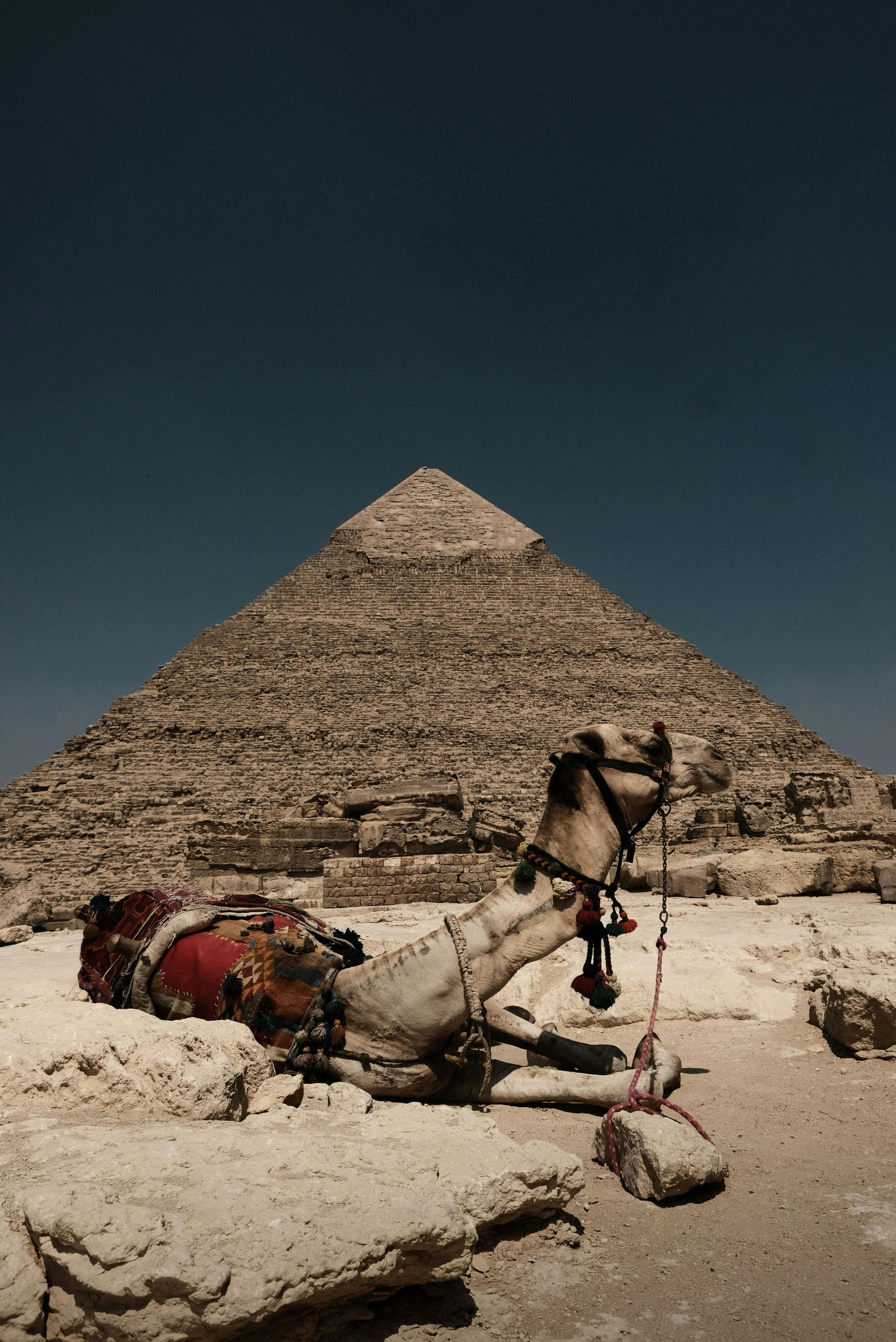 مصر